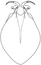 prominulus
